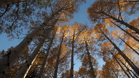 Aspens in Fall Stock Footage 39456960