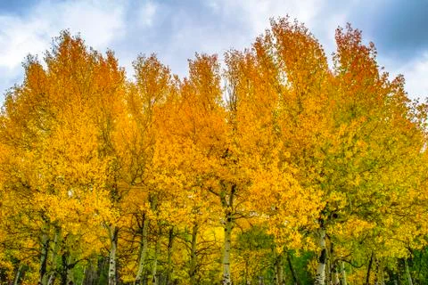 Aspens in Fall Stock Photos