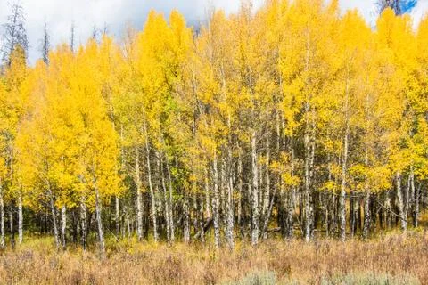 Aspens in Fall Stock Photos