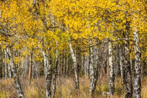 Aspens in Fall Stock Photos