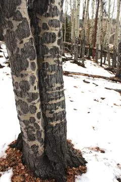 Aspens With Fire Damage Fotos Stock