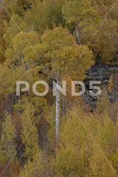 Aspens, Inyo National Forest, Sierra Nevada Range, California Stock Photos