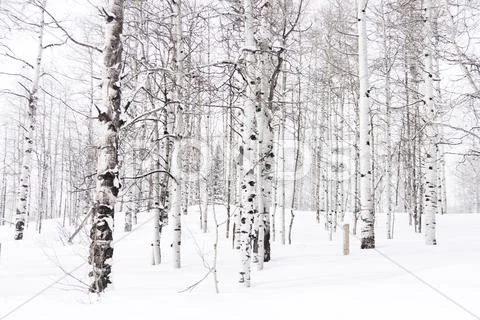 Aspens Stock Photos