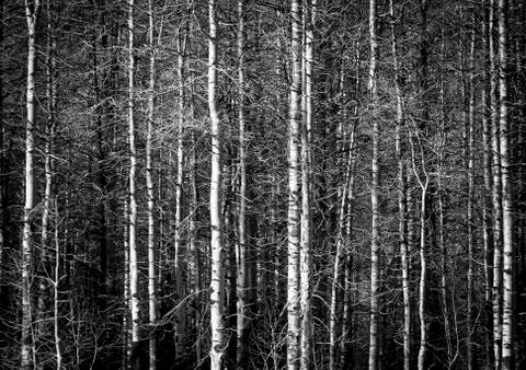 Aspens 库存照片