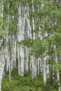 Aspens Fotos de archivo