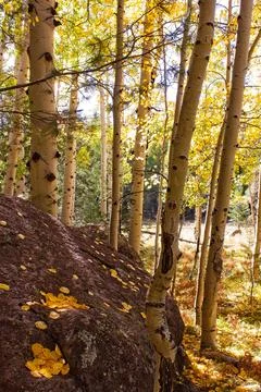 Aspens, Populus tremuloides, in the fall with yellow leaves on a boulder. Stock Photos