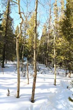 Aspens in Snow Stock-Fotos