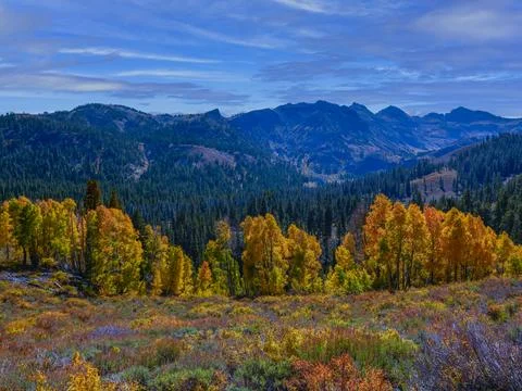 ASPENS, SONORA PASS CA. Stock Photos