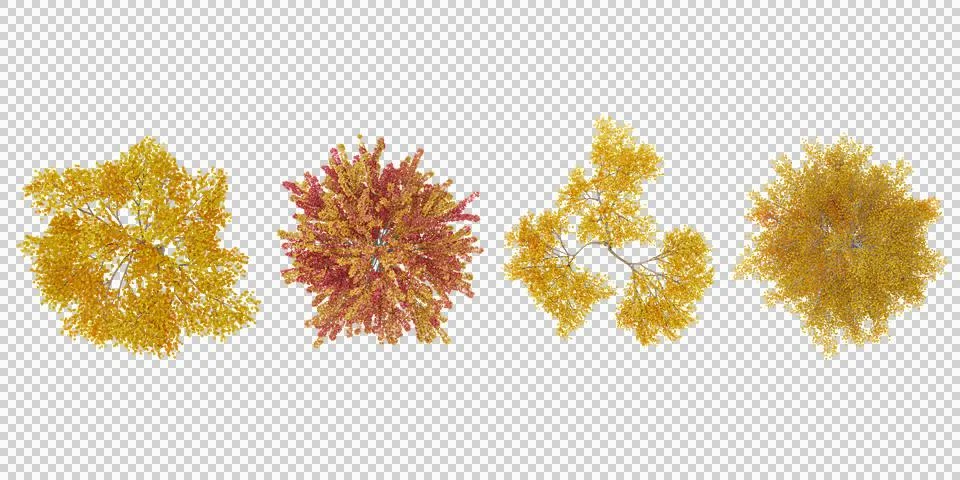 Aspen,SUGAR MAPLE Trees top view on white background Stock Illustration