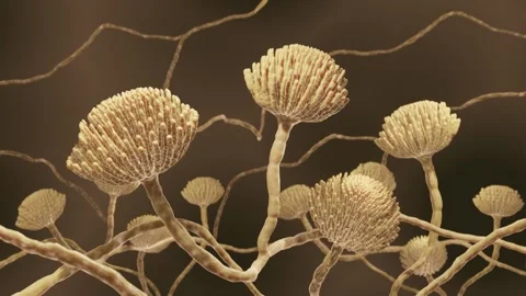Aspergillus, Mold fungi close-up Stock Footage 156069578