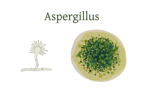Aspergillus mold vector illustration isolated on white background. Stock Illustration