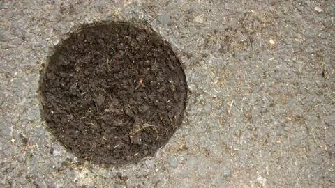 Asphalt cutting for the study of the sample in the laboratory. Core-sampling Stock Photos
