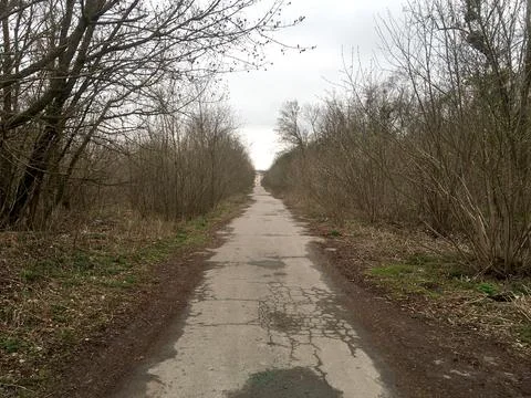 Asphalt path between trees without leaves, fallen leaves Stock Photos