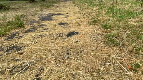Asphalt path covered with dry yellow straw and hay, green grass  Stock Footage 339096814