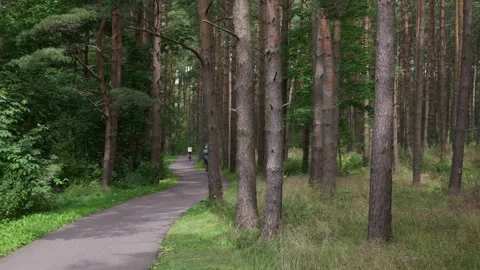 Asphalt path in a forest for biking, walking, running Stock Footage 314725122