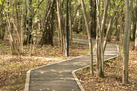 Asphalt path in the forest Stock Photos