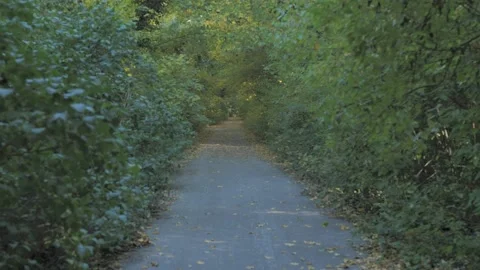 Asphalt path in forrest Stock Footage 163767403