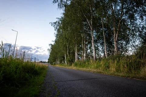 Asphalt path leading along a row of birch trees in the early evening Foto stock