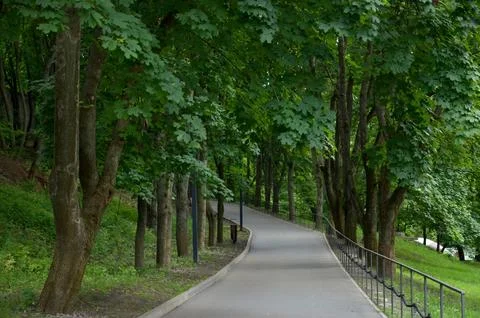 Asphalt path in the shade of trees in a cloudy day Stock Photos