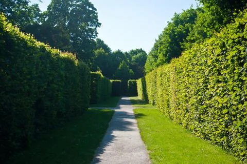 Asphalt path through sunny valley surrounded by tall square bushes. Vienna, Aust Stock Photos