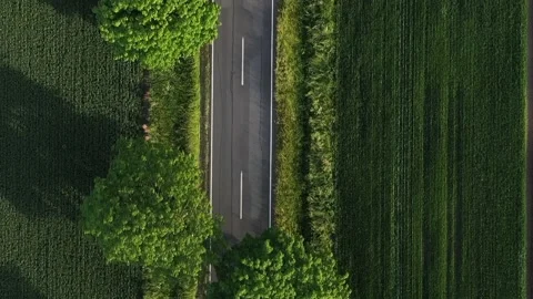 Asphalt road among trees Stock Footage 156234623