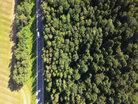 Asphalt road between forest and field. Stock Footage 80430500