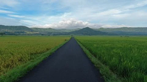An Asphalt Road between rice fields under blue sunny sky Stock Photos