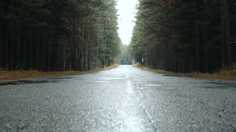 Asphalt road between tall trees. moving camera forward Stock Footage 141938843