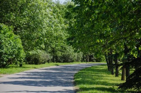 Asphalt road between trees in summer Stock Photos