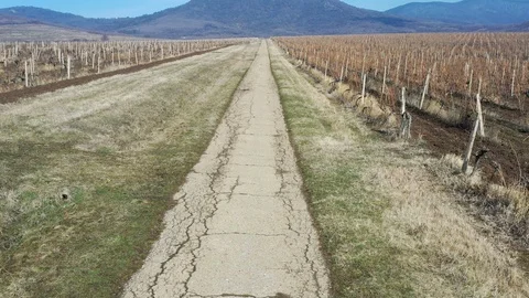 Asphalt road between vineyards Stock Footage 125919400