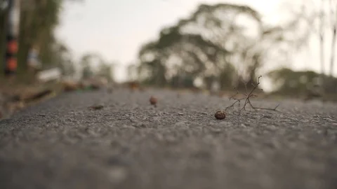 Asphalt road with dried leaf and dust Stock Footage 127367518