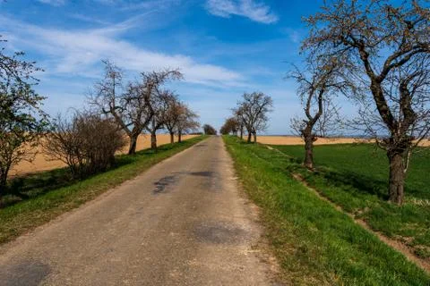 Asphalt road in the fields with flowering trees on the edges, beautiful blue  Stock Photos