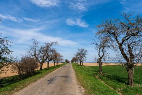 Asphalt road in the fields with flowering trees on the edges, beautiful blue  Stock Photos