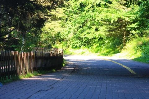 Asphalt road in the forest Stock Photos