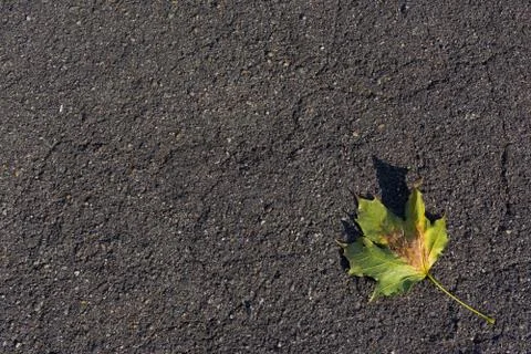 Asphalt Road Leaf Laying Alone Single Autumn Texture Abstract Stock Photos