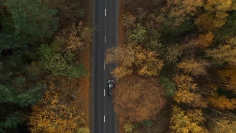 Asphalt Road in the middle of autumn forest landscape in Colorful Countryside Stock Footage