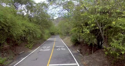 Asphalt Road in the Middle of a Forest Full of Trees and Plants, on a Clear Day Stock Footage 141609188