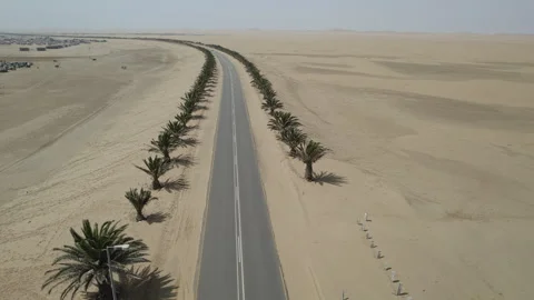 Asphalt road in the namibia desert with palm trees on the sides Stock Footage 264603739