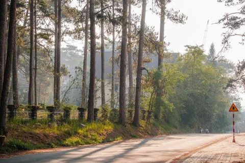 Asphalt Road Passing by Pine Forest at Sunrise Stock Photos