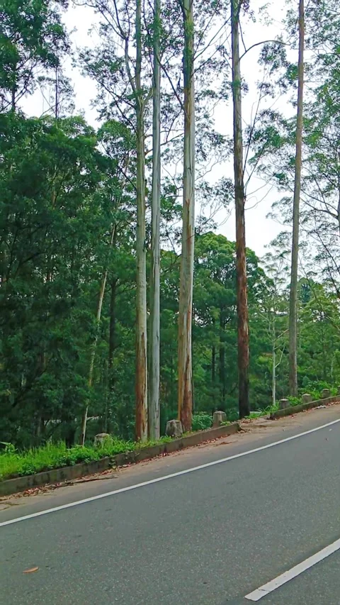 Asphalt road passing through a forest with tall trees Stock Footage 346746036