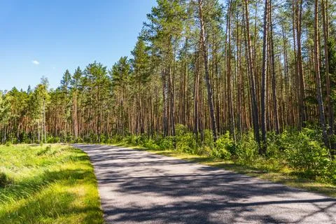 An asphalt road running through a pine forest Stockfoto's