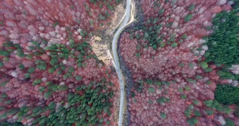 An asphalt road surrounded by different trees during fall season Stock Footage 145694466