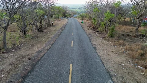 Asphalt road surrounded by dry trees Stock Footage 345201523