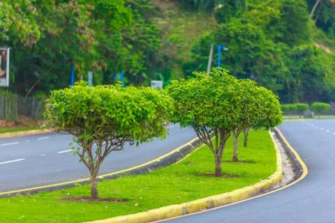 Asphalt road with trees Stock Photos