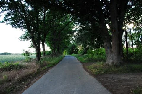 Asphalt road with trees at the side Stock Photos