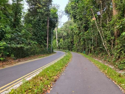Asphalt road winds through dense green forest Stock Photos