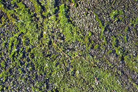 Asphalt surface with green moss on a forest road. Фото