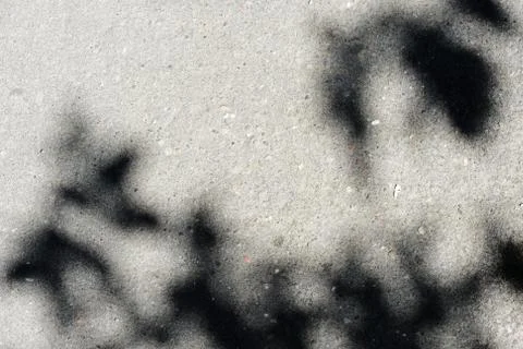 Asphalt surface with the shadow of tree branches on a bright sunny day close Stock Photos