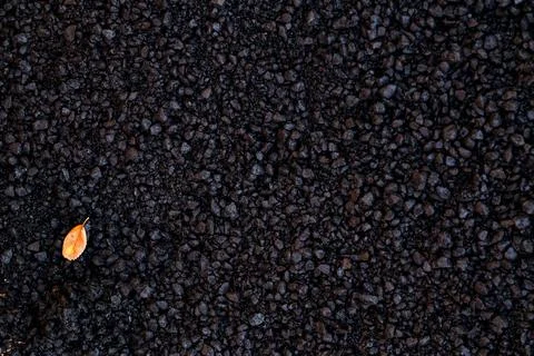 Asphalt Texture with a Single Autumn Leaf Stock Photos