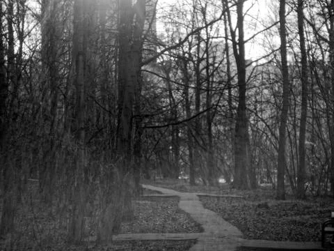 Asphalt track in the spring forest Stock Photos